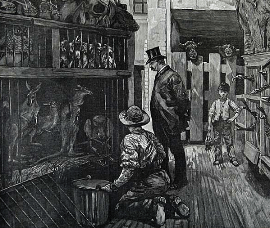 Contemporary depiction of Charles Jamrach's shop from the 'London Illustrated News'.  The pet store was located on the Ratcliffe Highway, now known simply as the Highway.