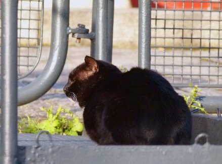 A contented cat... the only sign of life at Tobacco Dock in 2013.