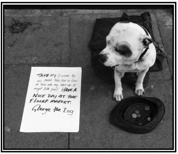 George the Busking Mutt