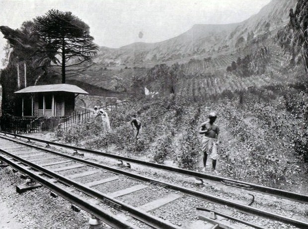 The 'Red Route' line running past a mock-up of an Indian tea plantation.