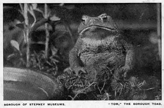 Tom the Italian Toad... of whom one child wrote, "When we look at it, it makes a snap at us, as if it wants to eat us." (Image: St George in the East Church website).