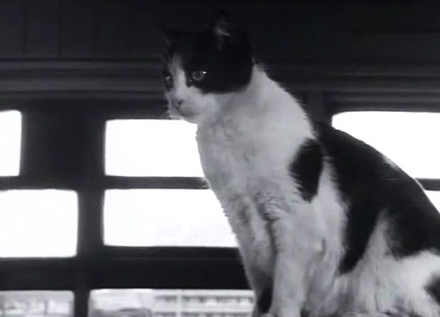 Waterloo signal box cat, 1961.