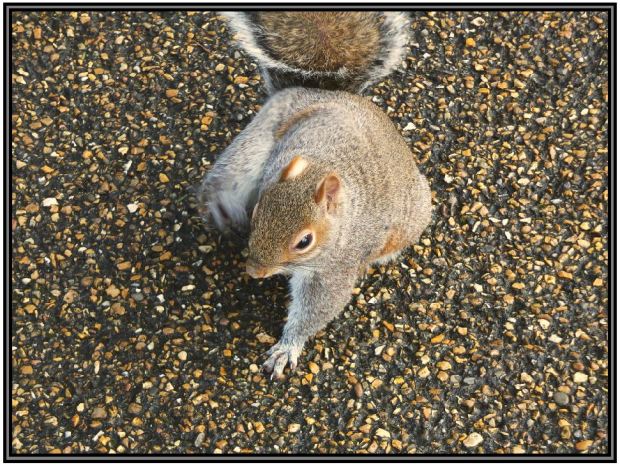 Street Squirrel