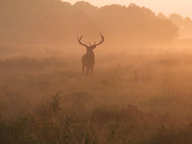 Richmond Park